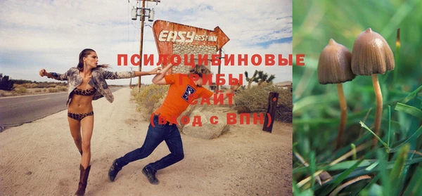 PSILOCYBIN Армянск